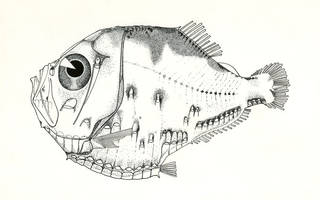 To NMNH Extant Collection (Polyipnus triphanos P07598 illustration)