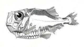 To NMNH Extant Collection (Polyipnus unispinus P07599 illustration)