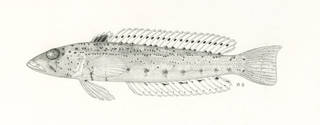 To NMNH Extant Collection (Parapercis bivittata P08486 illustration)