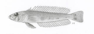 To NMNH Extant Collection (Parapercis simulata P08438 illustration)