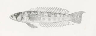 To NMNH Extant Collection (Parapercis somaliensis P08443 illustration)