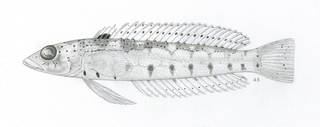 To NMNH Extant Collection (Parapercis trispilota P08446 illustration)