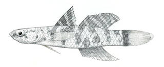To NMNH Extant Collection (Pycnomma roosevelti P07340 illustration)