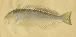 To NMNH Extant Collection (Lopholatilus chamaeleonticeps P15014 illustration)