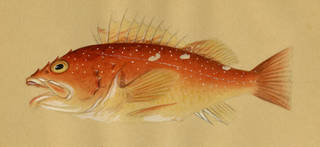 To NMNH Extant Collection (Sebastichthys P05627 illustration)