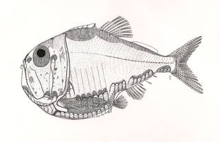To NMNH Extant Collection (Argyropelecus lychnus hawaiensis P01220 illustration)
