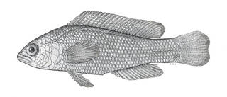 To NMNH Extant Collection (Pseudochromis aurea marshallensis P07236 illustration)