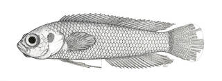 To NMNH Extant Collection (Pseudoplesiops revelli P07270 illustration)