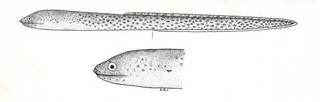To NMNH Extant Collection (Rabula fuscomaculata P07362 illustration)