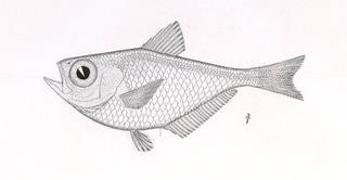 To NMNH Extant Collection (Pempheris poeyi P07835 illustration)
