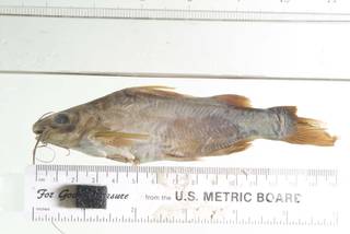 To NMNH Extant Collection (Mystus wolffi USNM 109584 photograph lateral view)