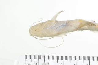 To NMNH Extant Collection (Mystus singaringan USNM 393963 photograph ventral view specimen  3)