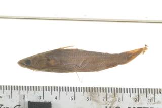 To NMNH Extant Collection (Mystus vittatus USNM 118448 photograph lateral view specimen 1)