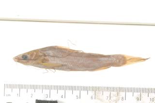 To NMNH Extant Collection (Mystus vittatus USNM 118448 photograph lateral view specimen 2)