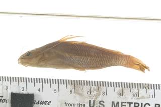 To NMNH Extant Collection (Mystus cavasius USNM 133099 photograph lateral view specimen 1)