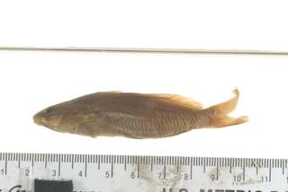 To NMNH Extant Collection (Mystus cavasius USNM 133099 photograph lateral view specimen 2)