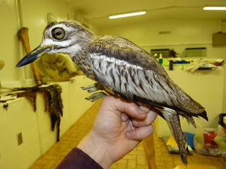 To NMNH Extant Collection (USNM642820-01 Water Thick-Knee)