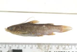 To NMNH Extant Collection (Mystus gulio USNM 317606 photograph lateral view specimen 4)