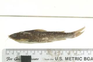 To NMNH Extant Collection (Mystus gulio USNM 317606 photograph lateral view specimen 5)