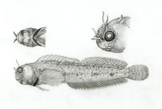 To NMNH Extant Collection (Mimoblennius cas P17719 illustration)