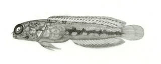 To NMNH Extant Collection (Opistognathus simus P22288 illustration)