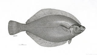 To NMNH Extant Collection (Limandella tsuganensis P12901 illustration)