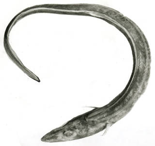 To NMNH Extant Collection (Gnathophis bracheatopos P11445 illustration)