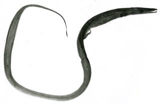 To NMNH Extant Collection (Hoplunnis macrura P13099 illustration)