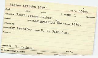 To NMNH Extant Collection (IZ CRT 35494 - cards)