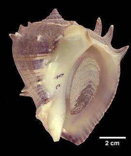 To NMNH Extant Collection (IZ 1008709 Shell c)
