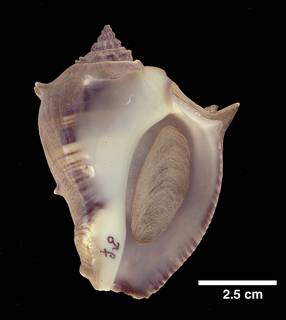 To NMNH Extant Collection (IZ 1008709 Shell f)