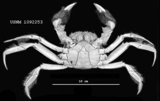 To NMNH Extant Collection (IZ 1092253 photo ventral)