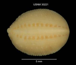 To NMNH Extant Collection (IZ WRM 30221 Glossiphonia complanata dorsal at 6x photo)