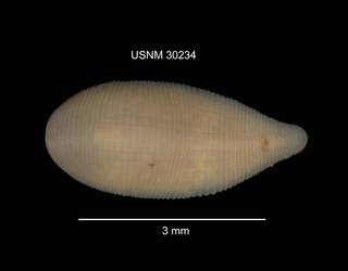 To NMNH Extant Collection (IZ WRM 30234 Helobdella stagnalis dorsal at 12x photo)