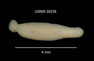 To NMNH Extant Collection (IZ WRM 30239 Placobdella sp. dorsal at 9x photo)