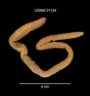 To NMNH Extant Collection (IZ WRM 21124 Lumbricus terrestris photo)