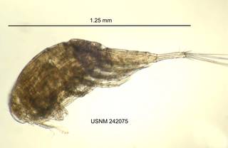 To NMNH Extant Collection (IZ CRT 242075 Eucyclops speratus lateral length 50 photo)