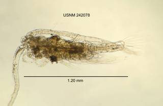 To NMNH Extant Collection (IZ CRT 242078 Skistodiaptomus reighardi dorsal length 48 photo)