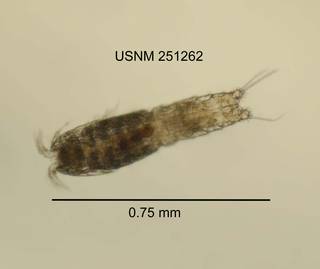 To NMNH Extant Collection (IZ CRT 251262 Bryocamptus (Limocamptus) nivalis dorsal length 30 photo)