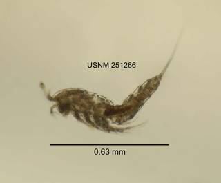 To NMNH Extant Collection (IZ CRT 251266 Bryocamptus minutus lateral length 25 photo)