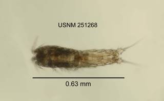 To NMNH Extant Collection (IZ CRT 251268 Attheyella obatogamensis dorsal length 25 photo)