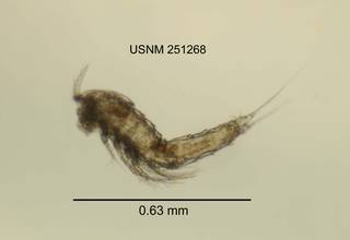 To NMNH Extant Collection (IZ CRT 251268 Attheyella obatogamensis lateral length 25 photo)