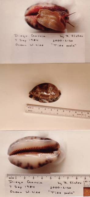 To NMNH Extant Collection (IZ MOL 820678 Dorsal)