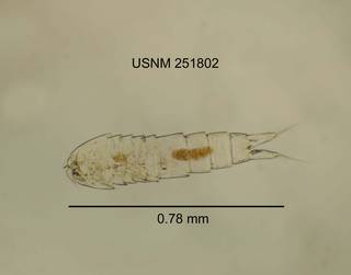 To NMNH Extant Collection (IZ CRT 251802 Moraria sp. dorsal length 31 photo)