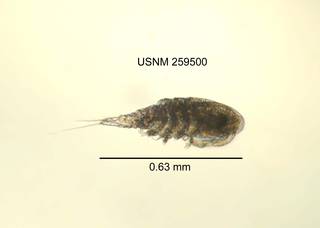 To NMNH Extant Collection (IZ CRT 259500 Diacyclops nearcticus lateral length 25 photo)