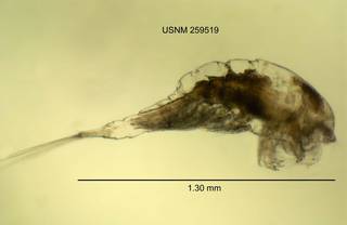 To NMNH Extant Collection (IZ CRT 259519 Acanthocyclops vernalis lateral length 52 photo)