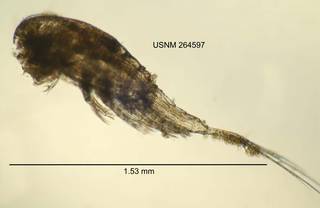 To NMNH Extant Collection (IZ CRT 264597 Eucyclops cf. elegans lateral length 61 photo)