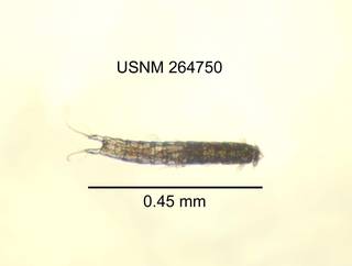 To NMNH Extant Collection (IZ CRT 264750 Parastenocaris sp. dorsal length 18 photo)