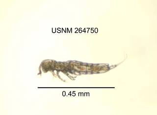 To NMNH Extant Collection (IZ CRT 264750 Parastenocaris sp. lateral length 18 photo)