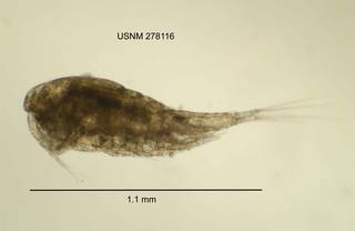 To NMNH Extant Collection (IZ CRT 278116 Mesocyclops americanus lateral length 44 photo)